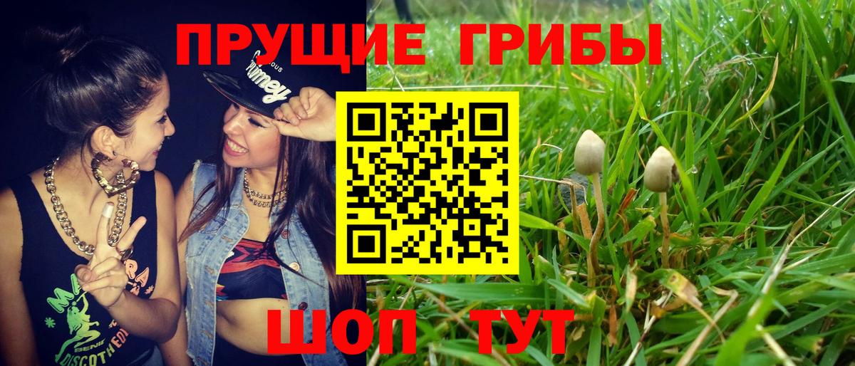 Анжеро-Судженск  Псилоцибиновые грибы Psilocybe  Псилоцибиновые грибы прущие грибы  Вход с VPN 